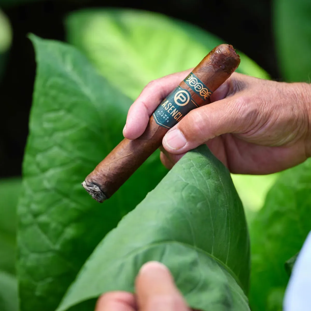 Plasencia premium cigars